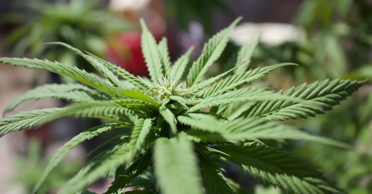 Cannabiskurse: Lernen Sie alles über den Anbau und Konsum