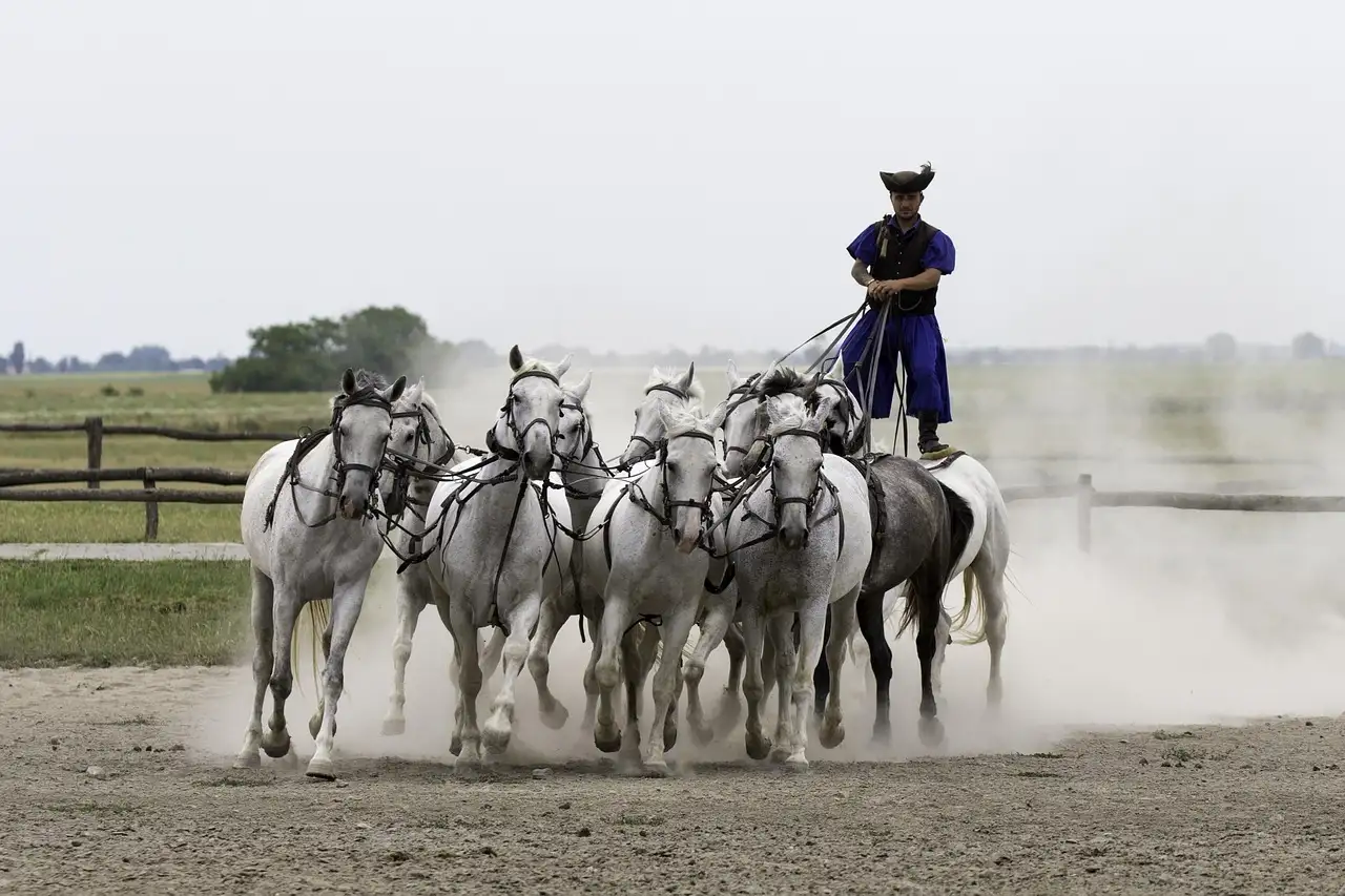 Kurse horsemanship